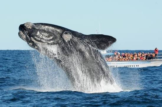 Avistaje de Ballenas - Península Valdés